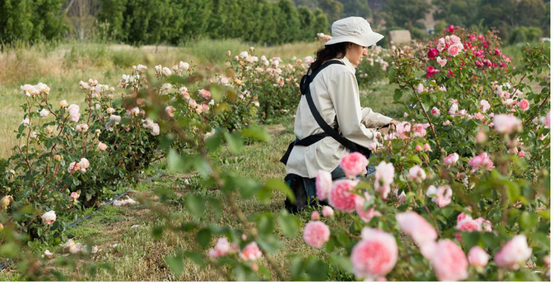 The Power of roses