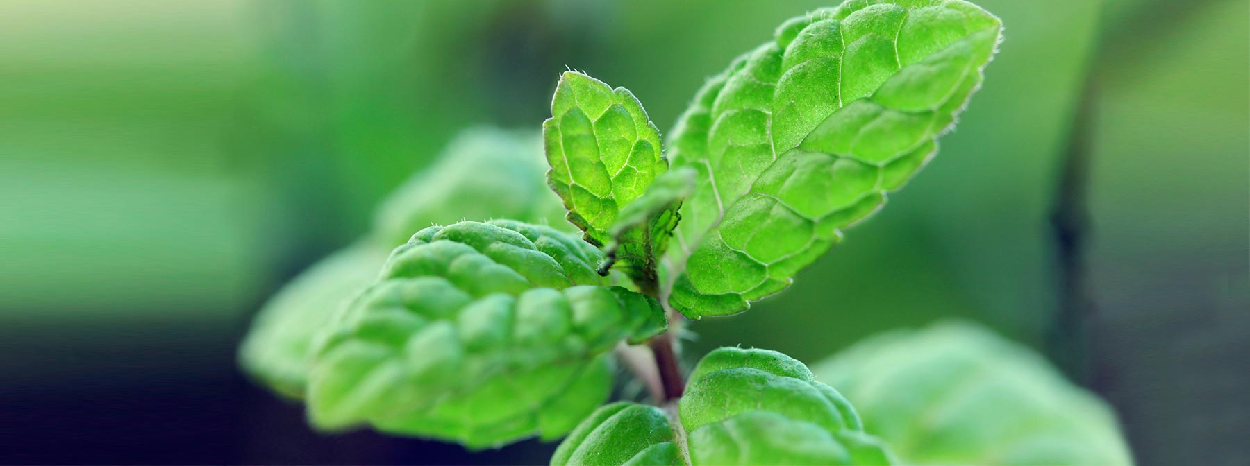 The Benefits Of Mint In Beauty