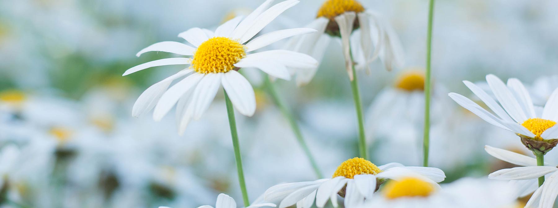 The Beauty Benefits Of Chamomile Extract
