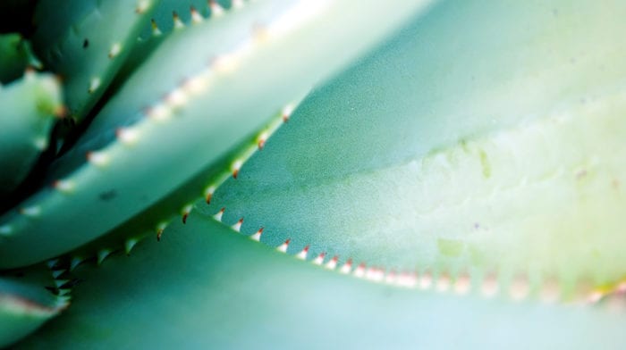 What Are The Benefits Of Aloe Vera For Your Skin?