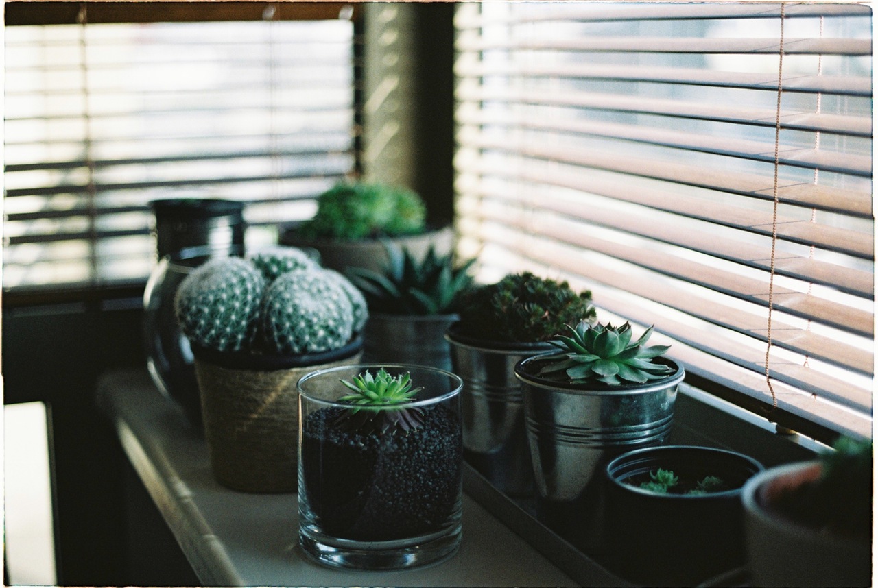 succulent plants for indoors