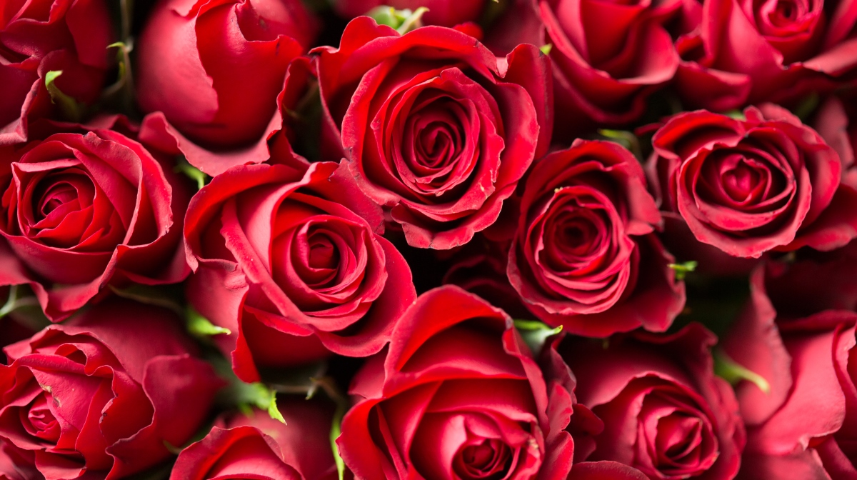 bed of red roses