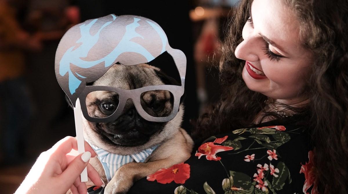 pugdog, girl and dress-up