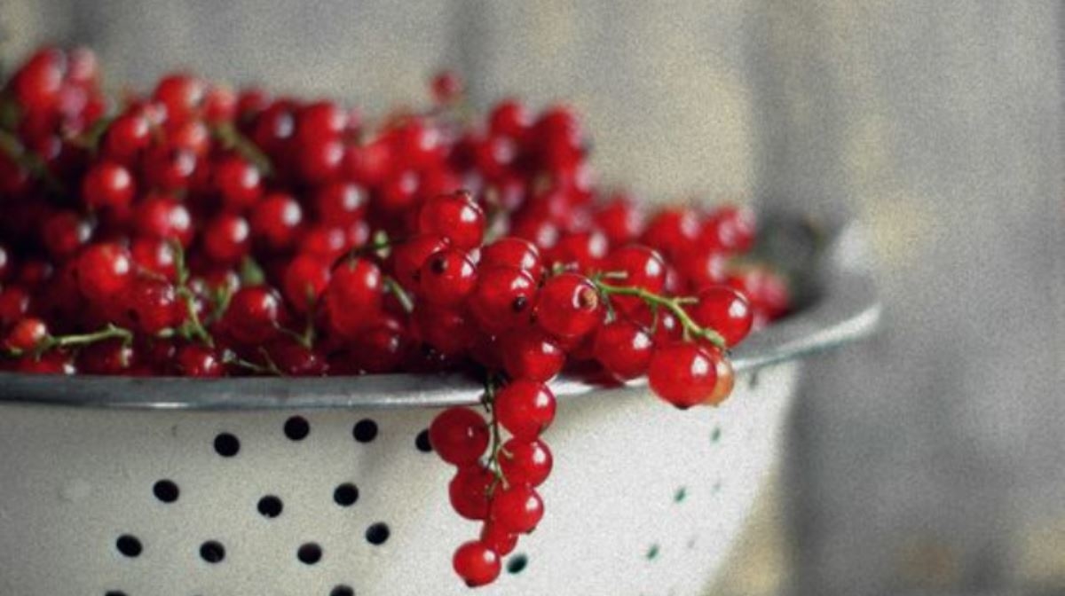 cranberries in a bowl