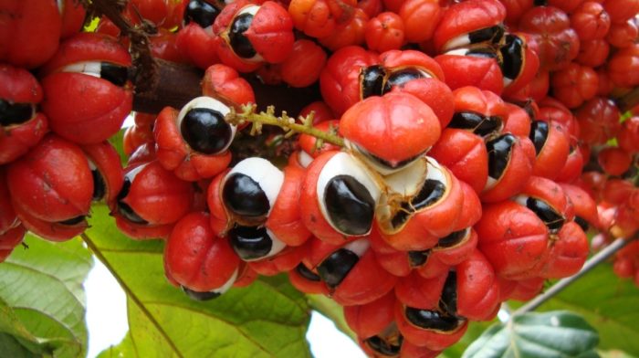 The Benefits Of Guarana