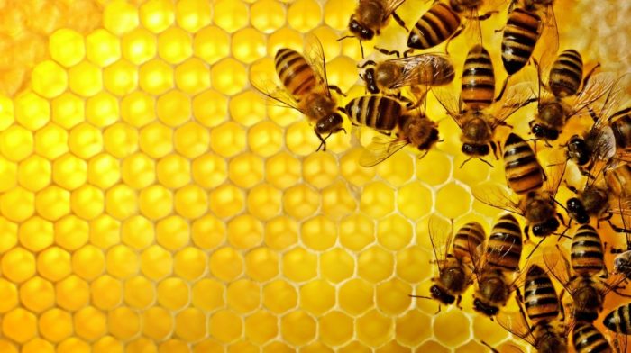 The Benefits Of Manuka Honey