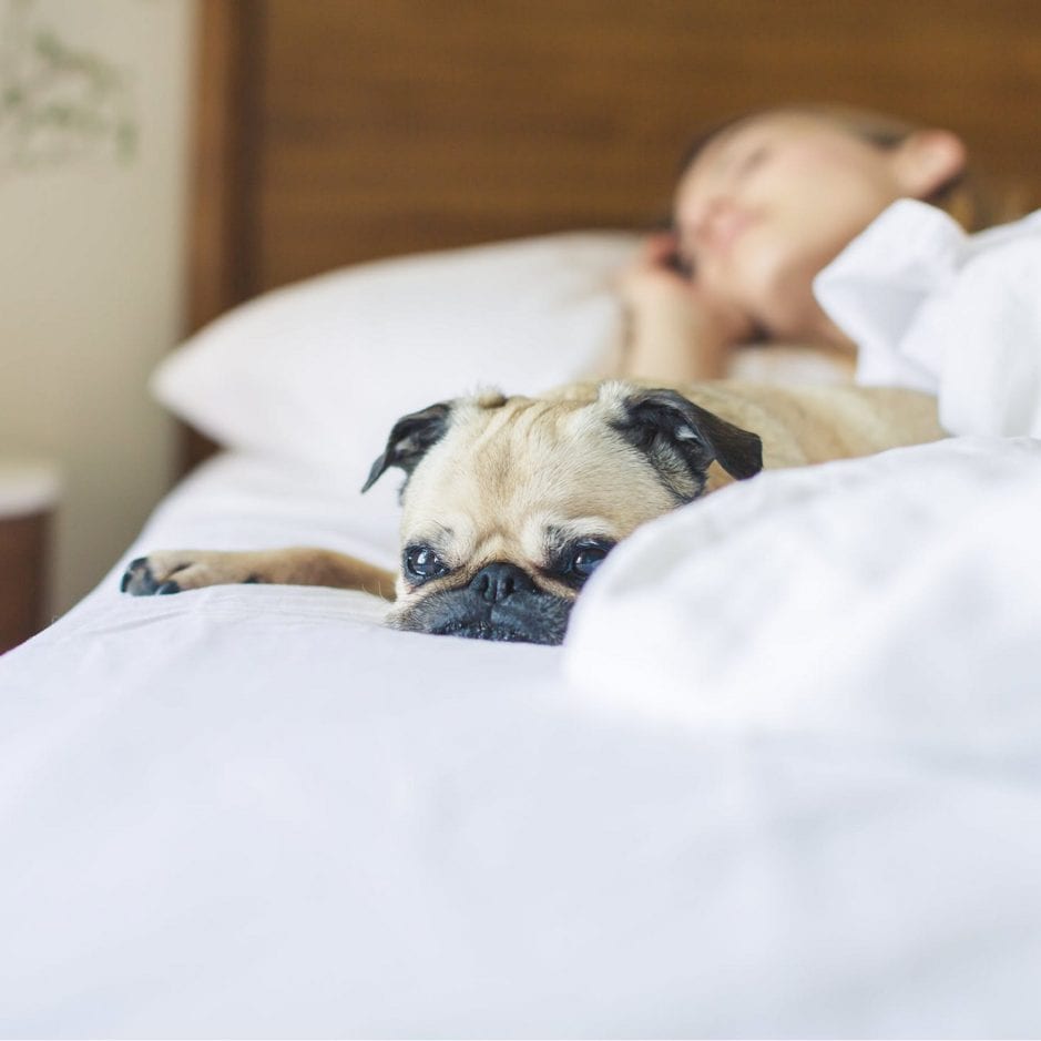 pug sleeping on bed with woman