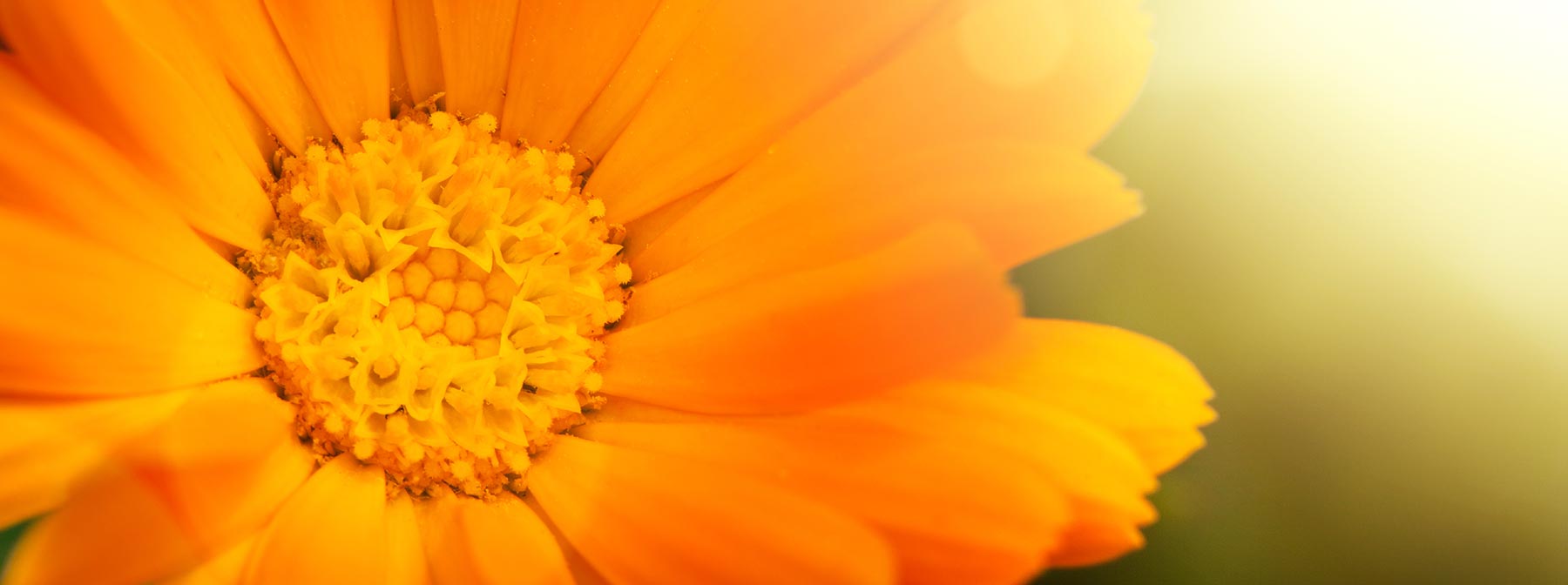 Ingredient in Focus: Calendula