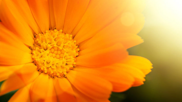 Ingredient in Focus: Calendula