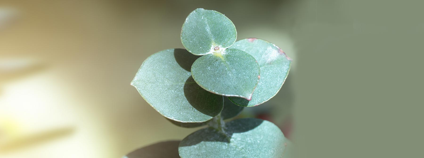 Ingredient in Focus: Eucalyptus Oil