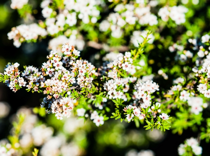 Manuka honey mask 