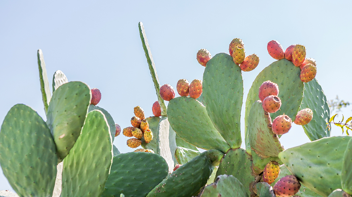 The Best Prickly Pear Oil Beauty Products | Beauty Expert
