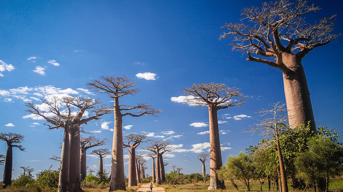 autumn break destinations madagascar baobab trees