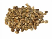Hemp_Seed_1