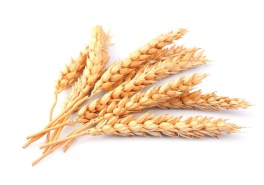 wheat-stalk