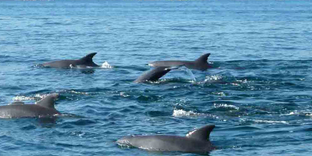 Dolphins Oman