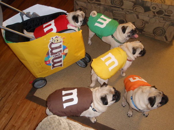 Pets in Costumes: Your Spook-tacular Halloween Furballs!