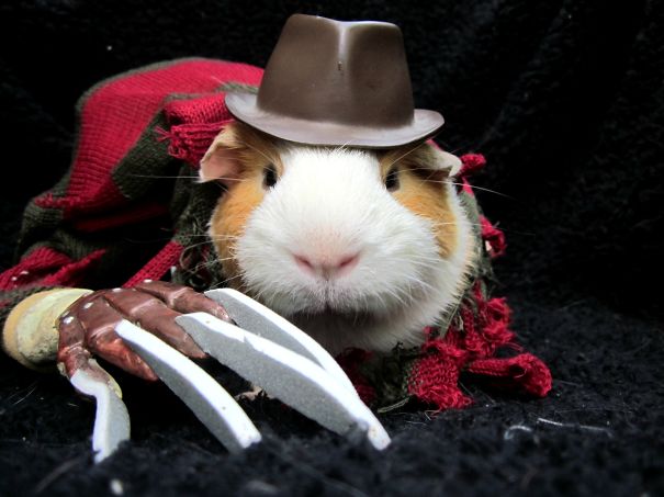 Halloween Guinea Pig 2