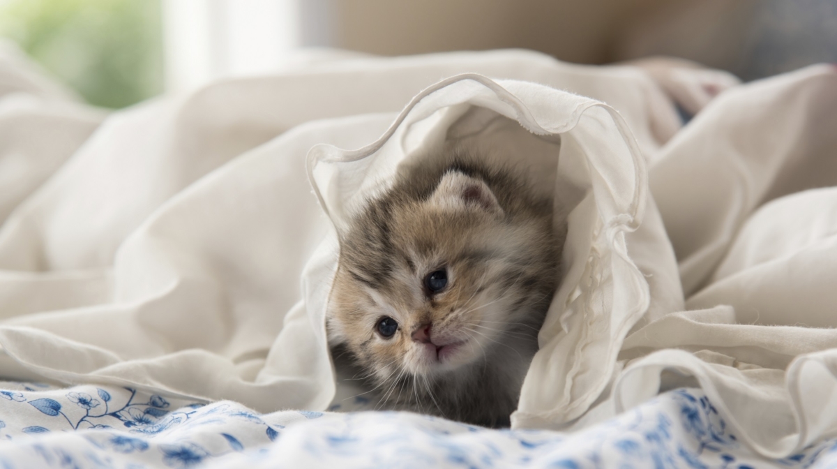 Милый котёнок в кровати