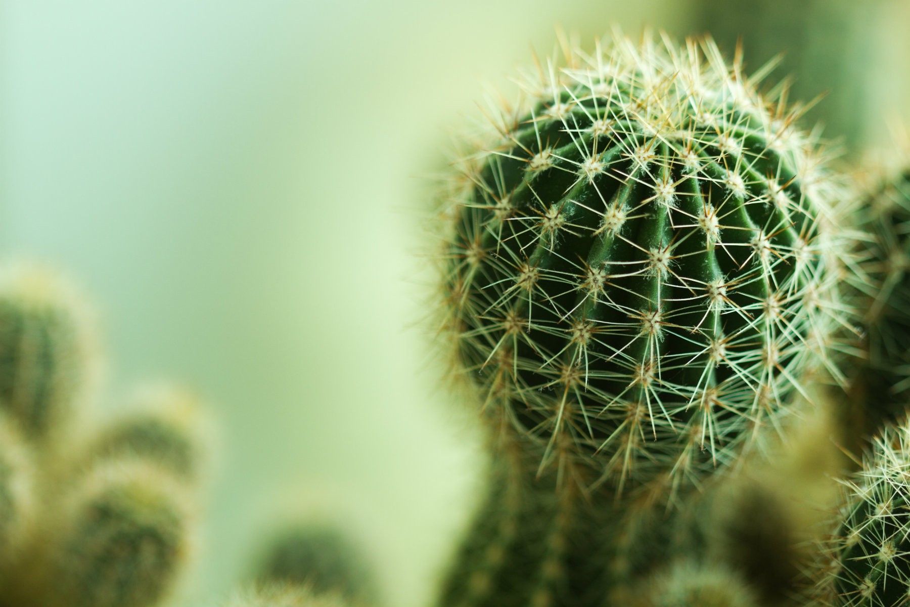 Why the Cactus is so in Right Now
