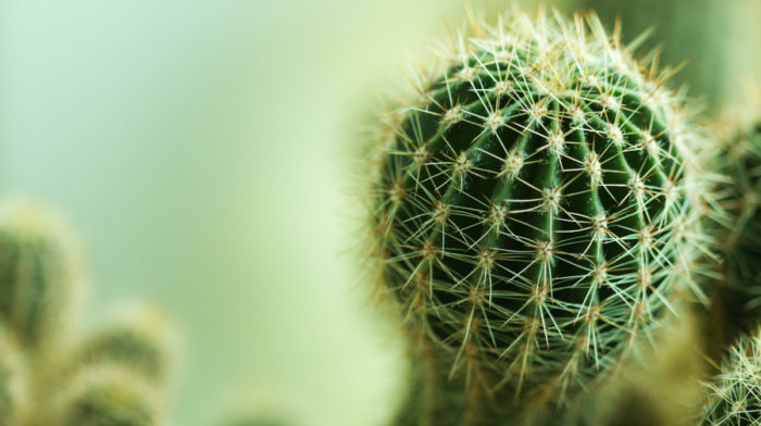 Why the Cactus is so in Right Now