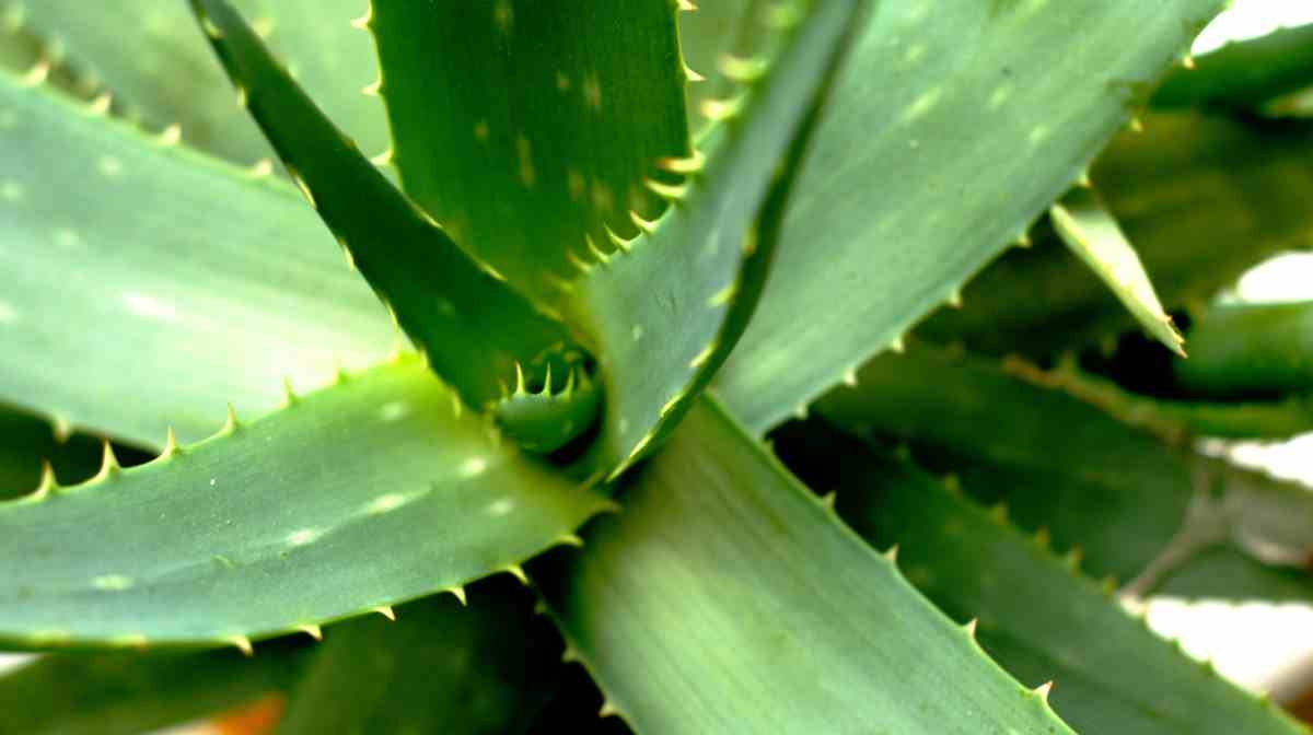 The Secret Behind Aloe Vera for Your Skin
