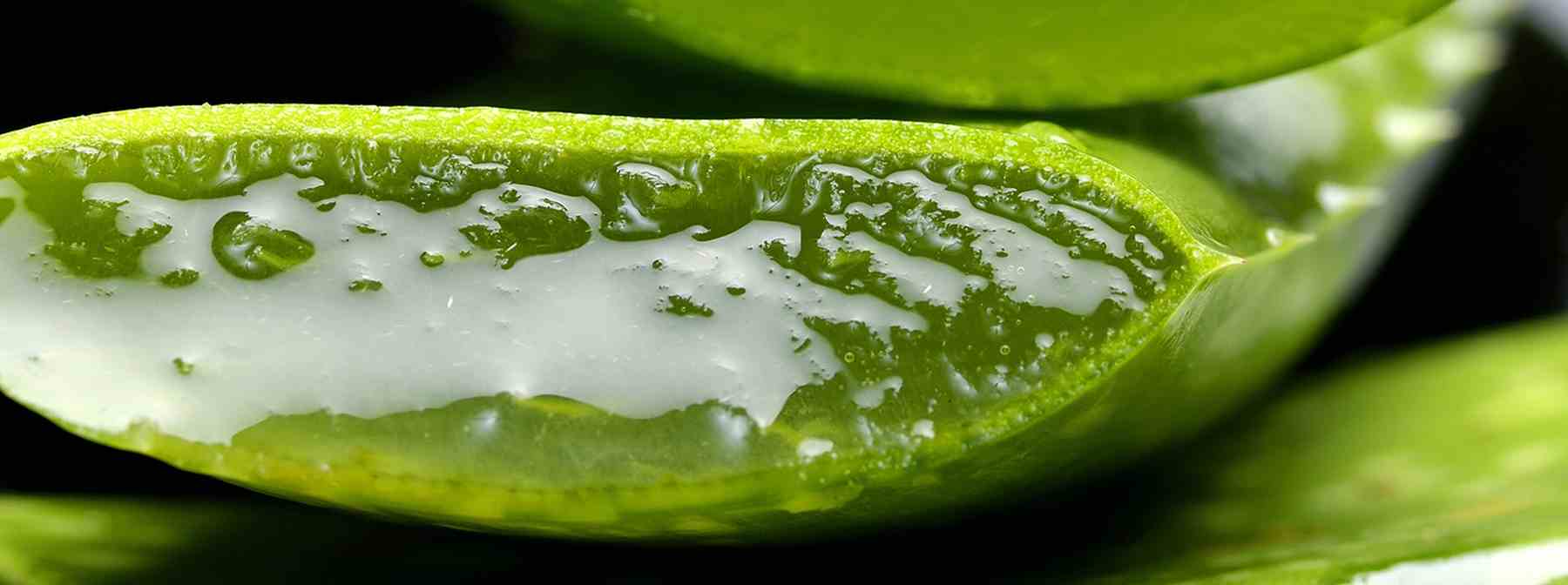 The Secret Behind Aloe Vera for Your Skin
