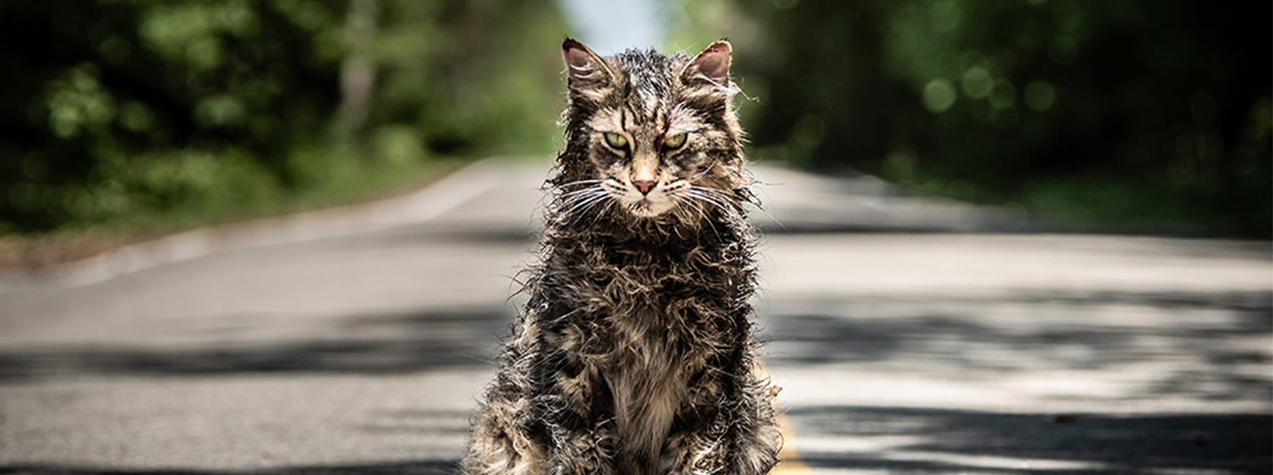 Pet Sematary Star Leo The Cat Has Died