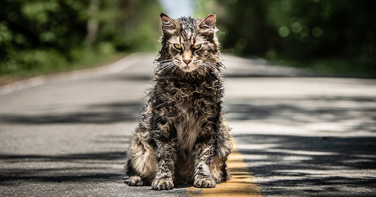Pet Sematary Star Leo The Cat Has Died