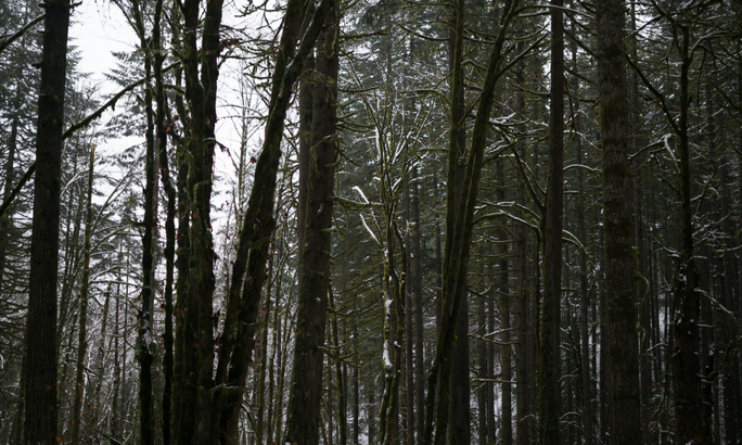 trees- protect the earth