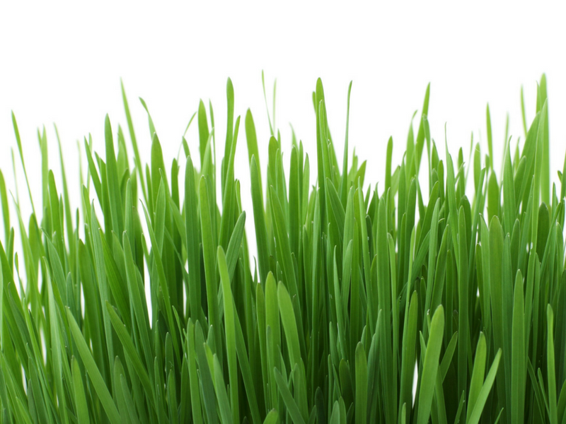 Wheatgrass Powder Benefits Nutrition