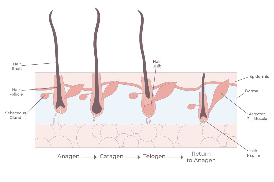 The life cycle of your hairHair changes at different stages