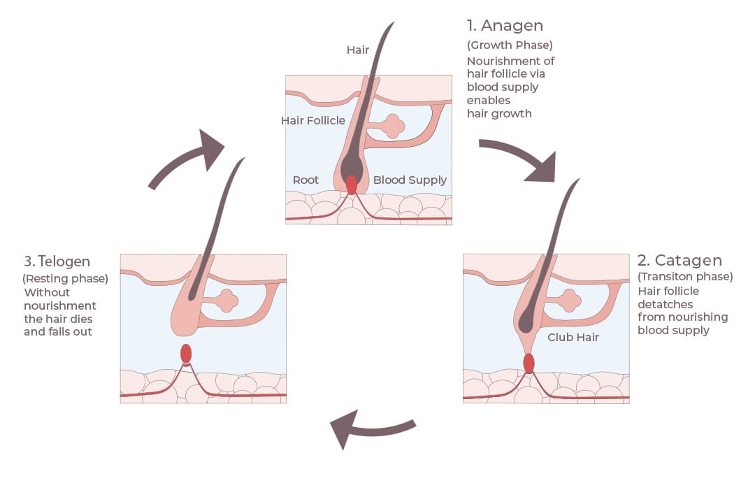 The Life Cycle of Hair and the Hair Growth Phases