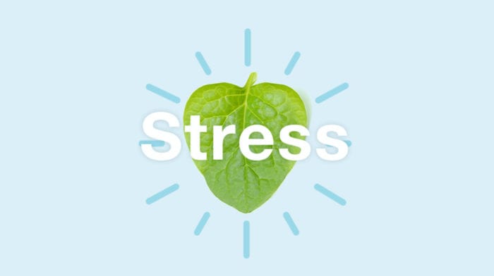 Anti-stress mad | Spis dig fri for stress