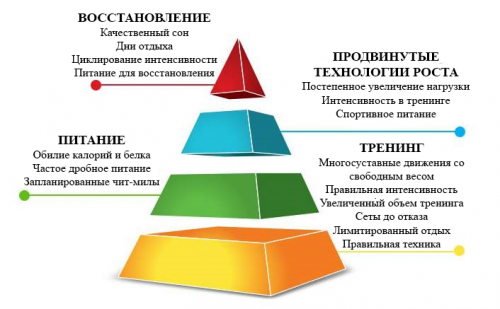 Пирамида в бодибилдинге
