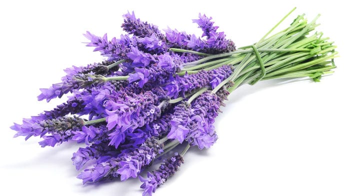 Sweet Dreams: Using Lavender for Sleep