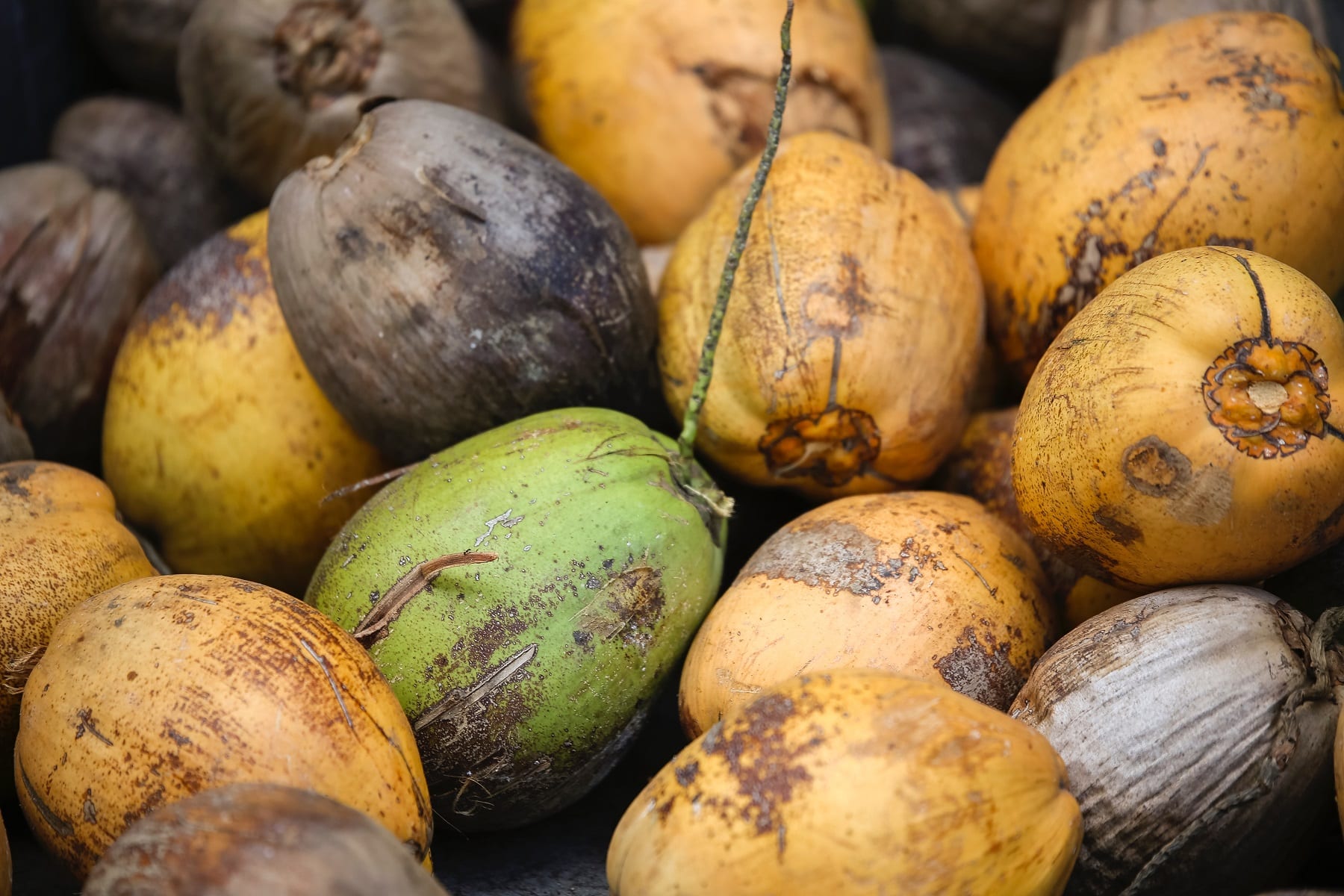 Kokoswasser: Was ist dran am Hype? | Ernährung & Gesundheit