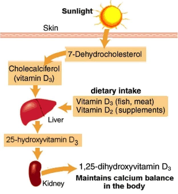 Vitamin D: Was ist es und wie wird es gebildet?