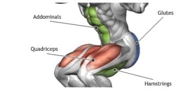 Kniebeugen richtig - Die beteiligten Muskelpartien