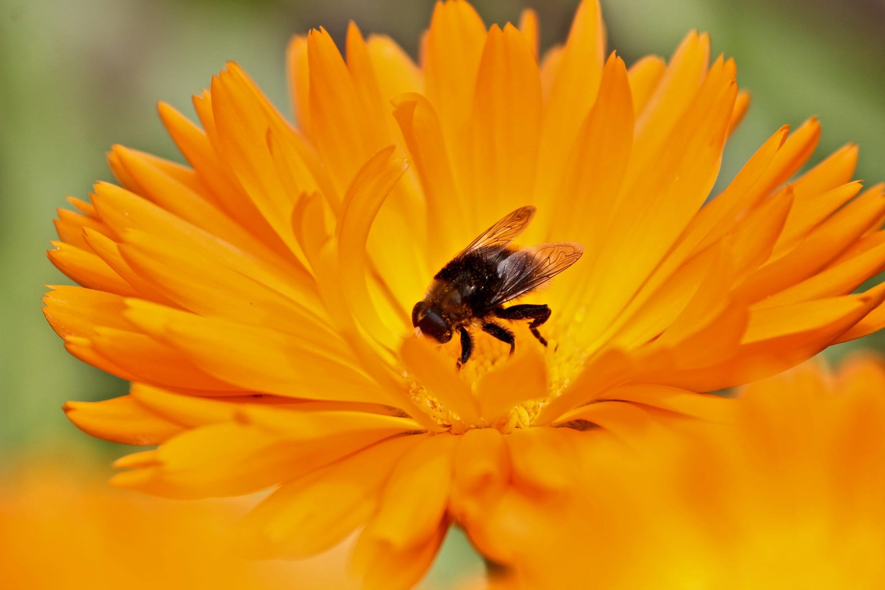 Bienenpollen | Was du über sie wissen musst