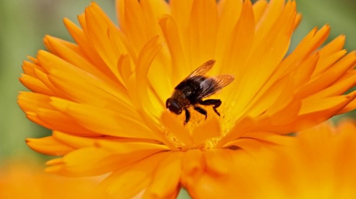 Bienenpollen | Was du über sie wissen musst