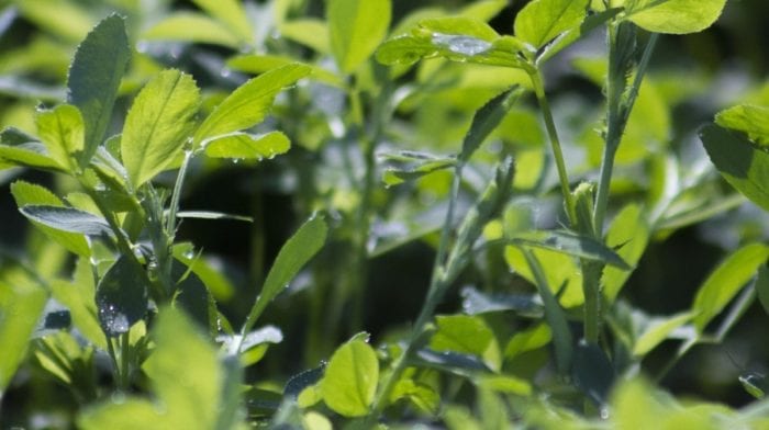 Alfalfa  | grünes Superpulver