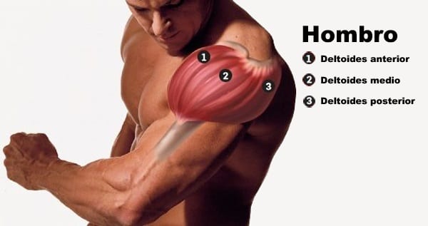 músculos del hombro