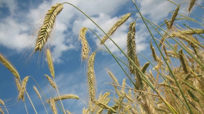 Beneficios y propiedades del salvado de trigo integral