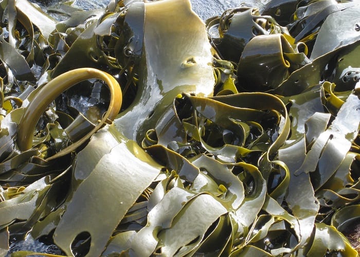 ¿Qué es el Alga Kelp? Cómo Tomar y Beneficios