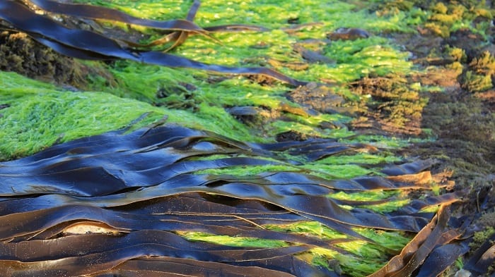 Para que sirve el alga kelp
