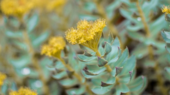 ¿Qué es la Rhodiola Rosea y para qué sirve?