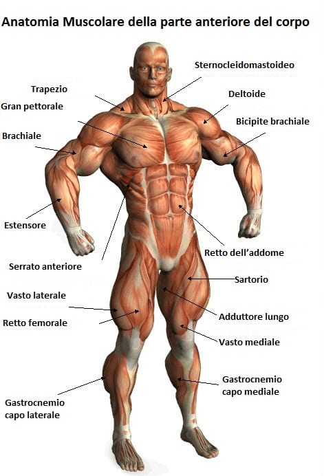 Anatomia muscolare della parte anteriore del corpo