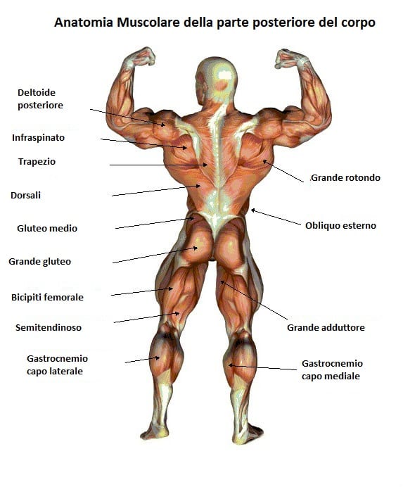 Anatomia muscolare della parte posteriore del corpo