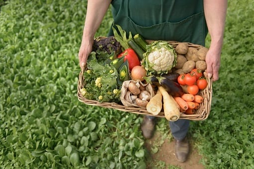 Farmer carrying organic vegetables in box for delivery, close up